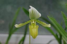 Венерын чаравічак (Cypripedium)
