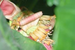 квітнеючы банан (!)