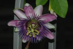 Пассіфлора (Passiflora caerulea)