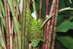 станожку прыкметна?