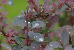 барбарыс + раса