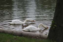 Лебедзі, качка