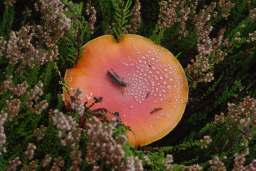 мухамор і конік