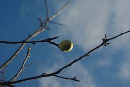 апошні яблык