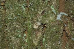 зімовыя грыбы (sic! на дрэве)^_^