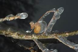 жолуд у лёду