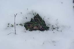 вясна хутка!