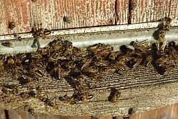 пчолы-марадзёры