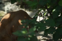 Рысь в Московском зоопарке