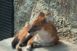 Красный волк (Cuon alpinus) в Московском зоопарке
