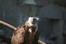 Чёрный гриф (Aegypius monachus) в Московском зоопарке