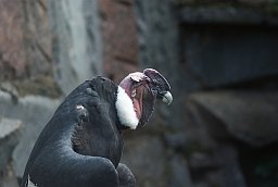 Андский кондор (Vultur gryphus) в Московском зоопарке