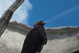 Орёл-могильник (Aquila heliaca) в Московском зоопарке