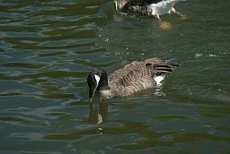 Канадская казарка (Branta canadensis) в Московском зоопарке
