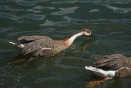 Гусь сухонос (Anser cygnoides) в Московском зоопарке