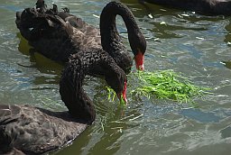 Чёрные лебеди в Московском зоопарке