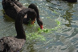 Чёрные лебеди в Московском зоопарке