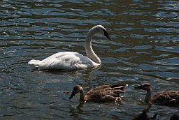 Лебедь-трубач (Cygnus buccinator) в Московском зоопарке