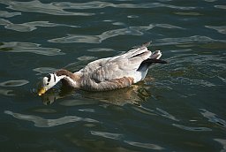 Горный гусь (Anser indicus) в Московском зоопарке