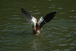 Взлетающая утка в Московском зоопарке