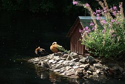 Островок с утками в Московском зоопарке