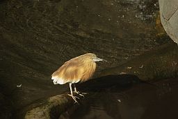Жёлтая цапля (Ardeola ralloides) в Московском зоопарке