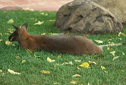 Кенгуру в Московском зоопарке