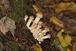 Опёнок осенний (Armillariella mellea)