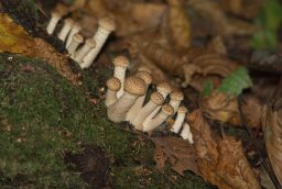 Опёнок осенний (Armillariella mellea)