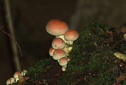 Ложноопёнок кирпично-красный (Hypholoma sublateritium)