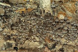 Навозник рассеянный (Coprinus disseminatus)