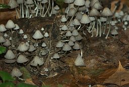 Навозник рассеянный (Coprinus disseminatus)