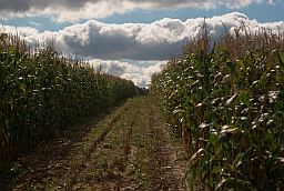 Кукурузное поле