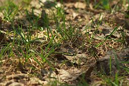 Уж обыкновенный (Natrix natrix)