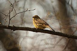 Обыкновенная овсянка (Emberiza citrinella)