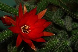 Кактус хамецереус сильвестри (Chamaecereus silvestrii)
