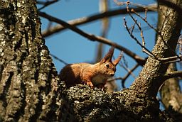 Обыкновенная белка (Sciurus vulgaris)
