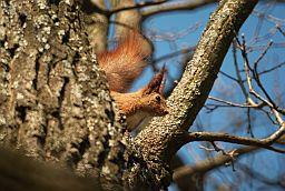 Обыкновенная белка (Sciurus vulgaris)