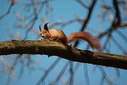 Обыкновенная белка (Sciurus vulgaris)