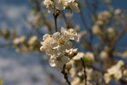 Цветки алычи (Prunus divaricata)