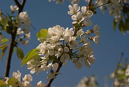 Цветки вишни (Prunus cerasus)