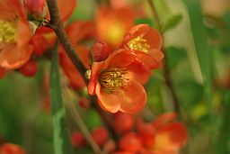 Цветки айвы (Cydonia oblonga)