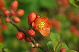 Цветки айвы (Cydonia oblonga)
