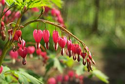 Дицентра (Dicentra, Разбитое сердце)