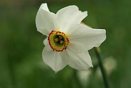 Комар на нарциссе (Narcissus)