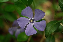 Барвинок (Vinca)