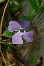 Барвинок-мутант (Vinca)