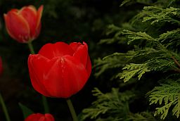 Тюльпан (Tulipa)