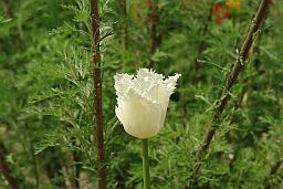 Белый тюльпан (Tulipa)