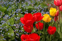 Тюльпаны (Tulipa)